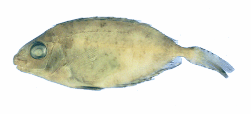 瀬戸内海魚類目録
